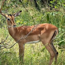 Schwarzfersenantilope