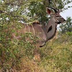 Großer Kudu