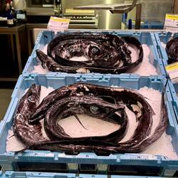 Black scabbard fish. Eat it before it eats you!