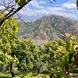 Die Krete ist erreicht, der Blick schweift durch Avocadobäume