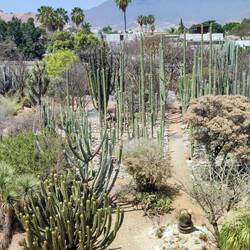 Jardín Etnobotánico
