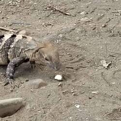 Der Leguan liebt scheinbar Bananen