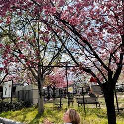 Det er ulovligt at plukke blomster fra kirsebærtræerne i Japan - men man må godt prøve at gribe dem!