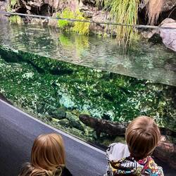 Japanske kæmpesalamandere