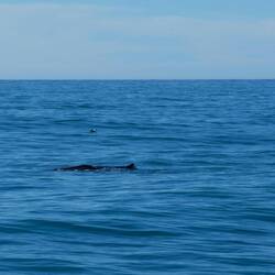 Mein erster (Pott-) Wal 🐋