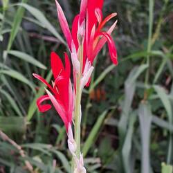 Lovely roadside flower.