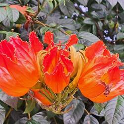 Close-up of the flower.