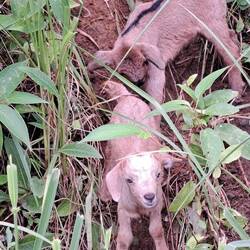 We happened to find the cute little guys ambling toward the road.