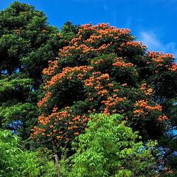 These trees w/ mobs of orange flowers were everywhere.