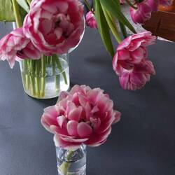 Auch die schönen Tulpen bleiben zurück
