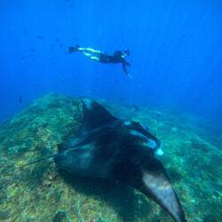 De Janis und en Manta 😎 Riisig, nöd? (Öppe 3-5m)