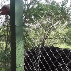 Der Strauß versucht, den Guide anzugreifen, kommt aber durch den Zaun nicht weit