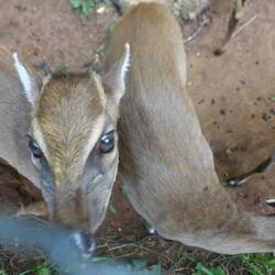 Die Duiker kann man mit Blättern füttern