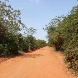 So nah an der Stadt und doch führt eine Piste durch einen Wald zum Zoo Accras