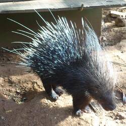 Auch das Stachelschwein ist über unsere Anwesenheit nicht erfreut und stellt seine Stacheln auf