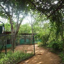 Der ganze Zoo liegt direkt im Wald