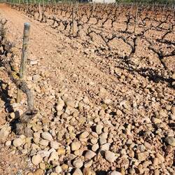 Do some vines grow better in rocky soil?