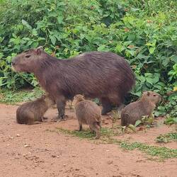 Capibara