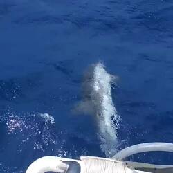 Cinq dauphins jouent avec nous en route vers la Sardaigne