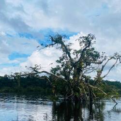Die Bäume in der Lagune stehen 5 Meter unter Wasser