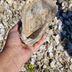 Das war mal ein Prachtexemplar!