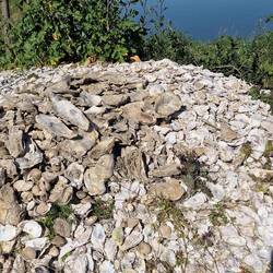 Überall liegen die Austernschalen rum.