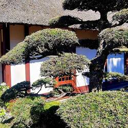 Japanischer Garten