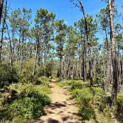 Der Weg führte heute auch kurz durch einen Wald.