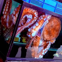 Pretty scary octopus!
