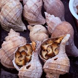 Whelks ready to be purchased.
