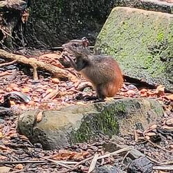 It's an agouti.