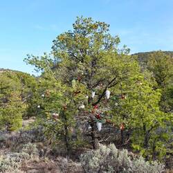So kann man auch seinen Christbaum Schmuck loswerden