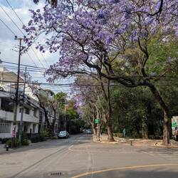 Mexiko City hat uns mit seiner grüne überrascht. Alles ist wunderschön bepflanzt.