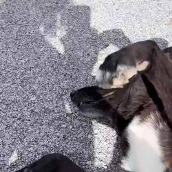 Das schwarze Schaaf am Port von Kissamos