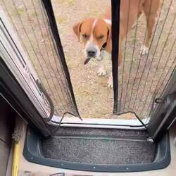 Hank der hinkende Hund