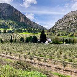 Die Olivenbäume sind omnipräsent