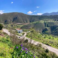Blumen an der Strasse zum Pass