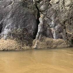 Those are 1000's of tiny little crabs along the water's edge.
