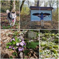 Flora und Fauna in Stille