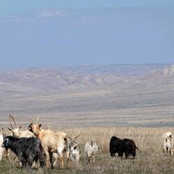 Steppe und Halbwüste.