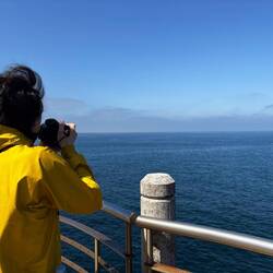 Watching dolphins