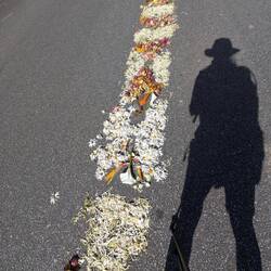 Beautiful trail of flowers