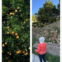 Lots of oranges on this tree!