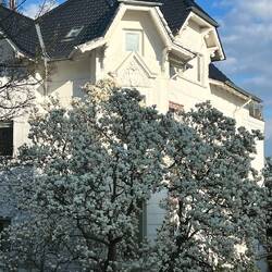 Blankenese erblüht