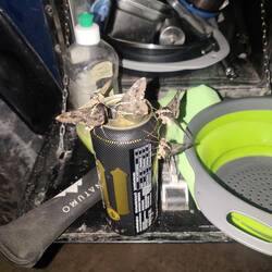 Die Falter interessieren sich am Abend sehr für das Bier