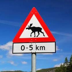 "Pericolo attraversamento alci"