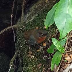 Der Chucao ist der Namensgeber für unseren Wanderweg