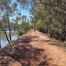 Koala spotter gone ahead, aka Mick