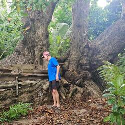 Huge tree! Mark found nothing in particular behind the boards.