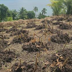 Little farming area -- looks like Cassava (big carb-staple for islanders).